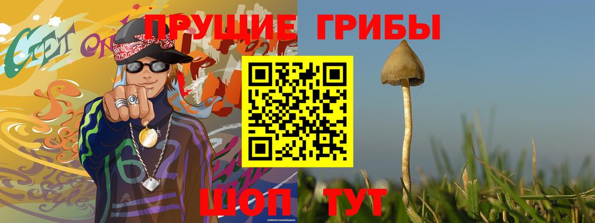 Галлюциногенные грибы Psilocybe Тимашёвск